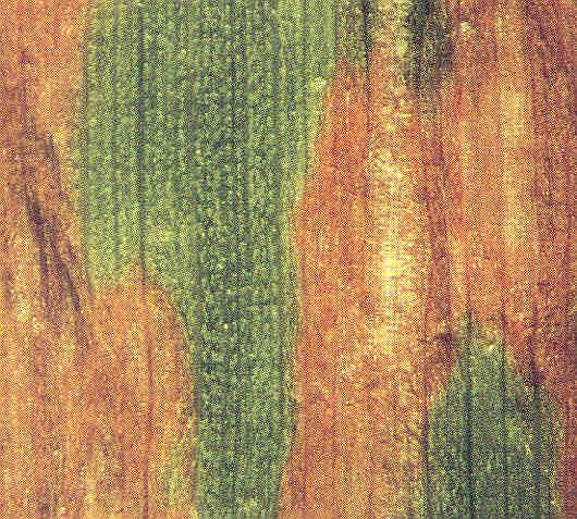 Foliar and Stem Diseases Eyespot is a disease caused by Mastigosporium rubricosum and is found in orchardgrass and bentgrasses.