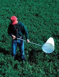 Sweep net Insects and Mites Pest Management Approach 1. Monitoring pest populations is an important component of insect and mite pest management strategies. 2.