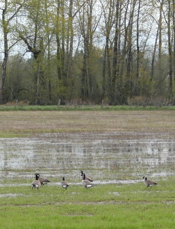 Other Pests Geese are highly localized problems for grass seed producers.