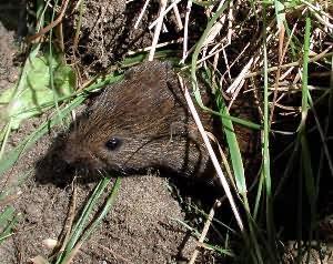 Other Pests Meadow voles are an cyclical problem for grass seed producers.