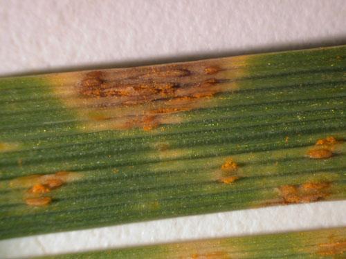 Foliar and Stem Diseases Stem rust is caused by Puccinia graminis subsp. graminicola and is found in perennial ryegrass, tall fescue, Chewings fescue, orchardgrass, and Kentucky bluegrass.