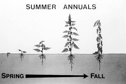 Annuals are plants that grow and complete their life cycle in one year.
