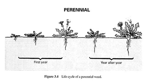Live multiple years Re-grow each season from underground overwintering structures. R Reproduce vegetatively and/or by seeds.