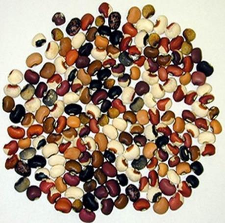 Classic Breeding of Cowpea Over 50 years history Released more than 12 varieties Over 1.
