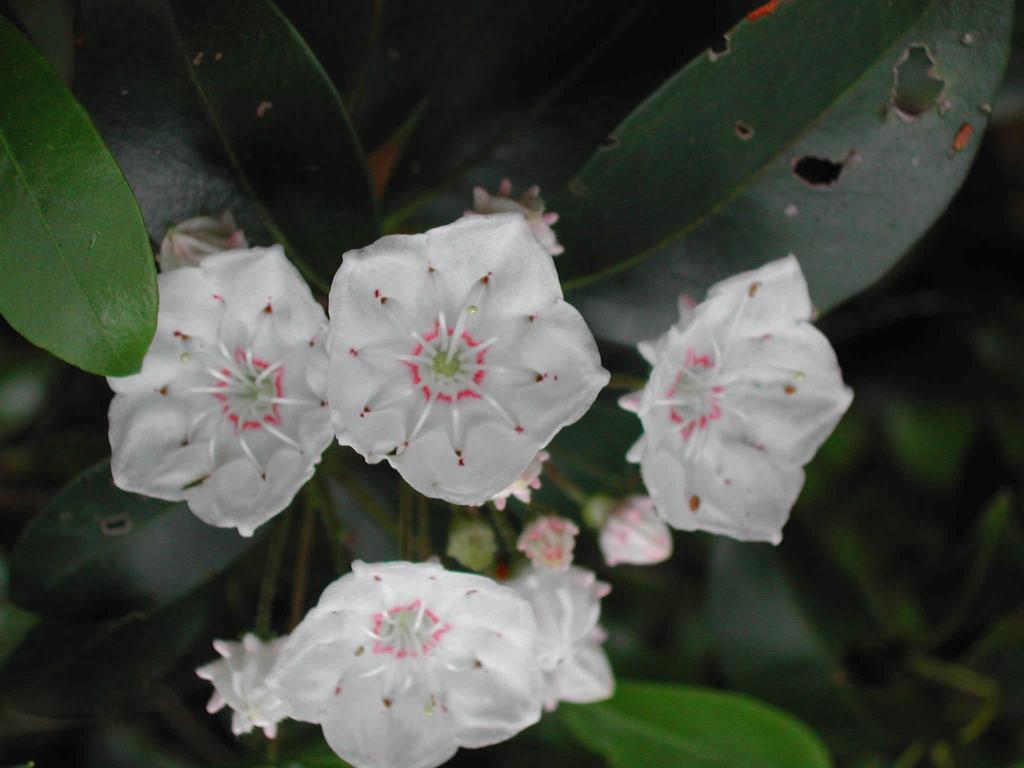 Mountain laurel Kalmia latifolia Figure 2. Land cover in Rhode Island, 1992. Forest land Developed land Agricultural land Other land Water So