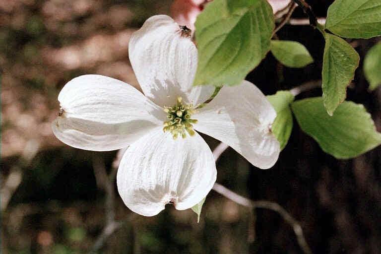 Flowering dogwood Cornus florida Figure 4. Ownership of Rhode Island forests, 1998. Municipalities 4% Other 4% Businesses State 20% HO OWNS THE FOREST?