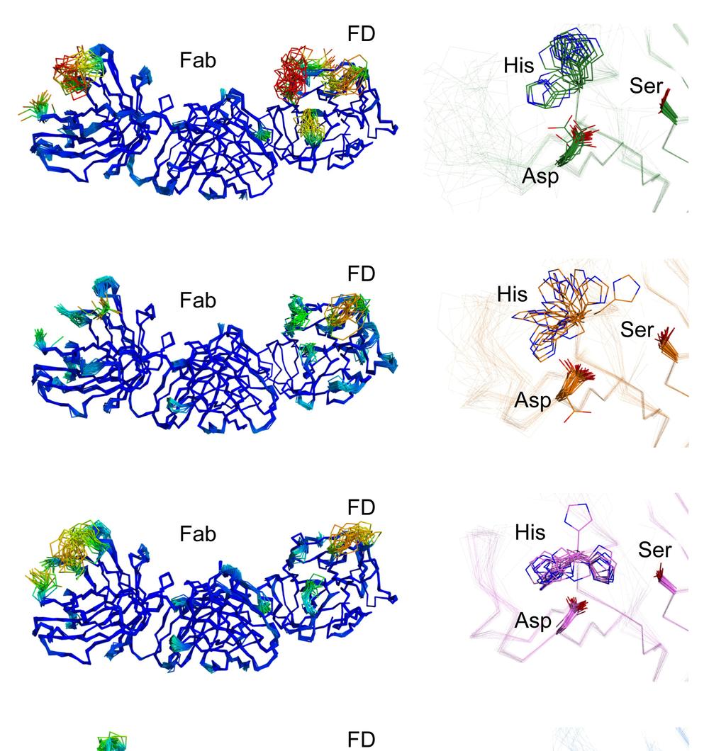 Supplementary Figure S6 ER of crystal structures of FD in complex with an antibody fragment.