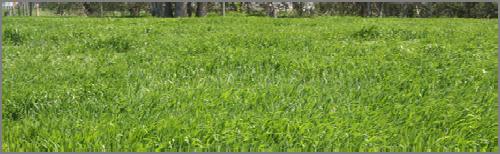 reased unproductive plants (i.e. weeds) More perennial plants Pasture forage