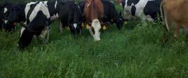 Factors Affecting Pasture DMI Grazing time (GT) x Bites/min (BR) x Intake/bite (I/B) = Pasture intake 13 Factors Affecting Pasture DMI Pasture DMI = GT x BR x IB Animal Factors Size Milk production