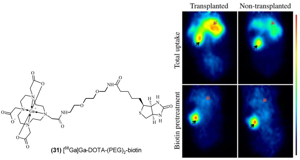 68 Fig 9. Left) Structure of [ 68 Ga]Ga-DOTA-(PEG) 2 -biotin (31) analogue used for the imaging of avidin-covered agarose resins transplanted in mice.