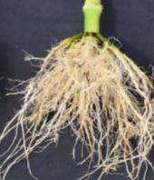 for broad commercial access JULY 2015 - MASSENA, IA Control VT Triple PRO SmartStax SmartStax PRO Smartstax PRO trials clearly showing significant root protection to help maximize yield &