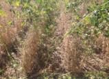 HERBICIDES ADVANCING TO LAUNCH 1 COMPETITIVE SYSTEM 3 RD -GENERATION PHASE 4 UNTREATED