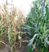 Potential to increase yield disease rating scores Two new fungicides for corn growers; in collaboration with