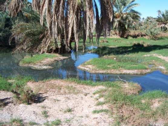 THE OASIS OF TAGHIT -ALGERIA Zousfana river, along which stretches the oasis of Taghit, is the main source of water for the area.