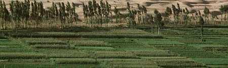 agroforestry plantation: reclamation of marginal degraded land establishment of