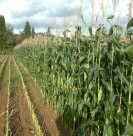 5 Steps to Soil Fertility Management 1. Soil Analysis Results 2.