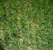 0 >150 >100 Effects of low soil fertility Grassland Farms Very Low P soils - 1.5 t DM/ha Very Low K soils - 1 to 3 t DM/ha (G Silage) Tillage Farms Very low P soils - 0.55 t/ha (S. Barley Irl) - 2.