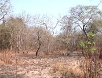 Biodiversity and vegetation structure can be readily used to