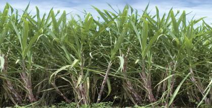 Sugar & Bioenergy Food & Ingredients Fertilizer A global leader in oilseed processing A global leader in grain and oilseed