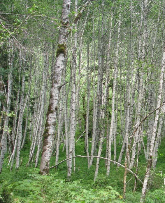 Do you have alder on your property?