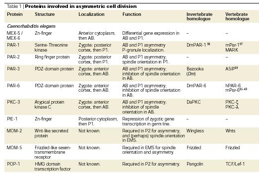 Proteins involved in asymmetric