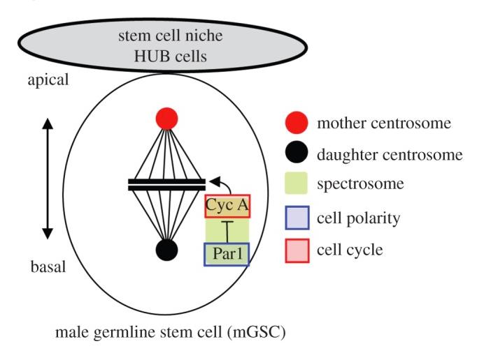 Drosophila stem cells provide examples for both the extrinsic and intrinsic mechanisms Drosophila germline stem cells (GSCs): cells surrounding the stem cell niche supply self-renewal cues and/or