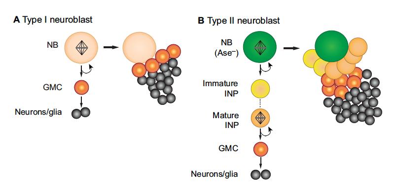 Type I NBs: same mechanism of embryonic NBs Type II NBs: asymmetric division generating two Intermediate Neural Progenitors (INP) which become mature INPs.