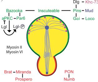 Summary of the key players in NB asymmetric division Two complexes accumulate at the apical cortex and induce basal localization of determinants Numb: Notch pathway repression (endocytosis of Notch