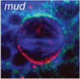 Gαi/Pins (Rap)/Mud complex Mud binds this complex to astral microtubules and directs