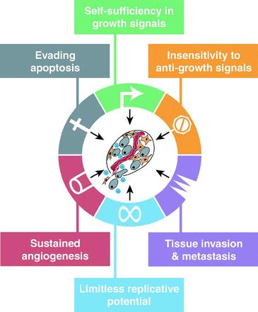 For a tumor to establish itself it must integrate several hallmarks of cancer, which include the ability to promote sustained proliferative signaling while concomitantly evading apoptotic signals.