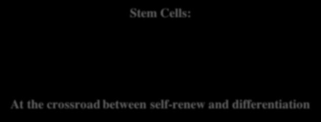 Stem Cells: Regenerative tissues (epithelia, blood, testes) Static tissues (nervous system, liver) At