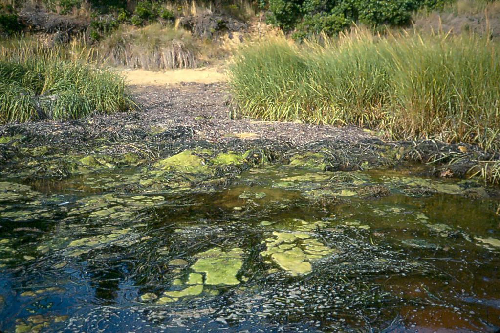 EUTROPHICATION OR NUTRIENT LOADING