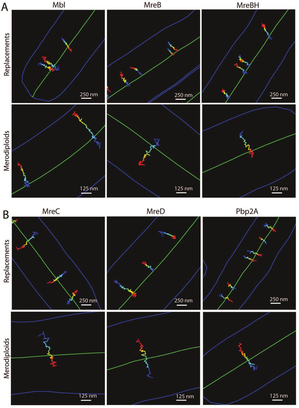 Chapter 4: Coupled, circumferential motions of the cell wall synthesis machinery and MreB filaments in B. subtilis 97 Figure 4.6: (Continued). 4.5 Relative dynamics of MreB paralogs and PGEM We determined the velocity for all traces over 20 frames in length by two methods.