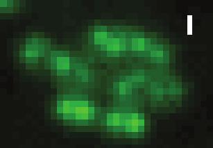 1: Super-resolution imaging of major nucleoid-associated proteins in living E. coli cells. (A) Compact H-NS clusters in the nucleoid. The E.