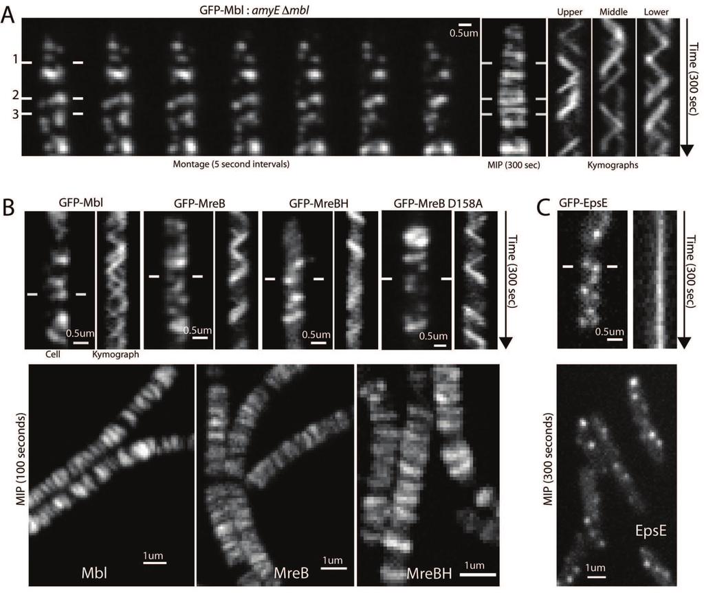 Chapter 4: Coupled, circumferential motions of the cell wall synthesis machinery and MreB filaments in B. subtilis 85 Figure 4.