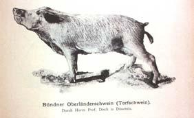 Liviner cow x Freiburger cow x Oberwaldner goat Coloured