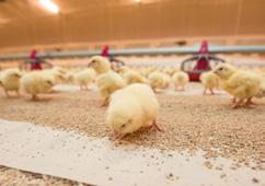 All poultry diets are produced to the highest standards of quality, hygiene and biosecurity and our in-house nutritionists work closely with our specialist partners to ensure that bird welfare and