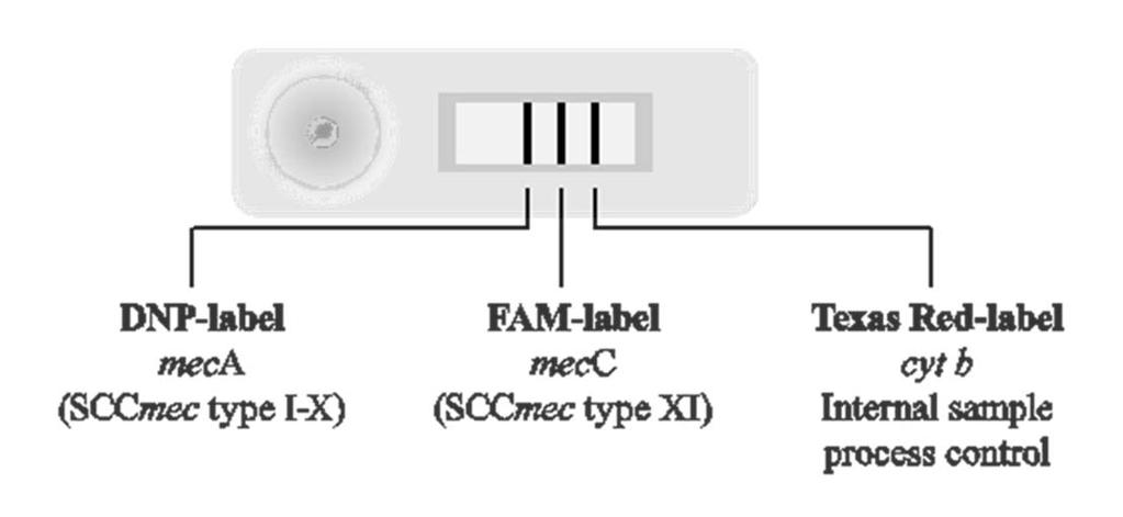 Developments 1. NALFIA test addressing meca, mecc and cyt b Detection of meca, mecc gene and cyt b as internal amplification control (IAC) using NALFIA. Detection limit: SCCmec VI (meca) 1.