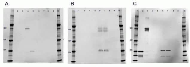 expression detected by adding antimcherry and Alexa Fluor 647 goat anti-rat (Product # A-21247) (M11217) in WB After transfer of the proteins, the nitrocellulose membranes were probed with either (A)