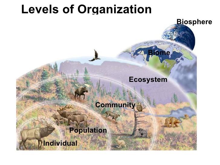 Ecology and the Abiotic Environment Ecology and the abiotic environment ecology introduction and terms o ecology = how organisms interact with one another and with their environment o environment =