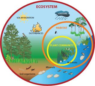Ecology of Ecosystems Ecosystem = a community of organisms interacting within a particular physical environment or an ecosystem is a community plus its abiotic factors, e.g. soil, rain, temperatures, etc.