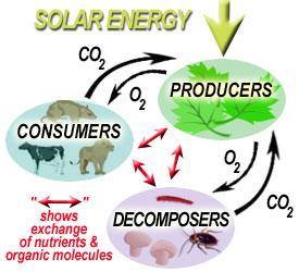 How does Energy flow through an Ecosystem?