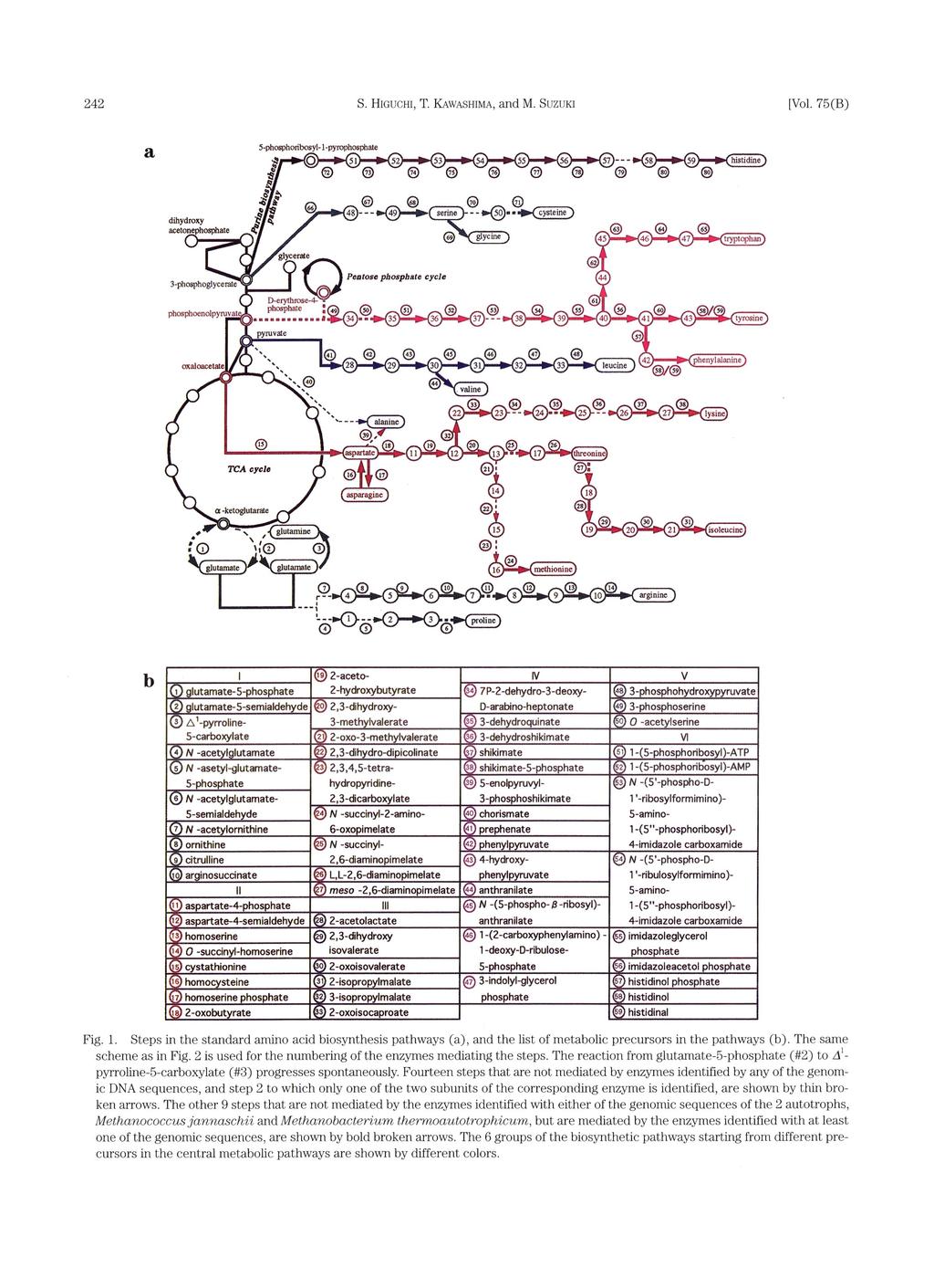 242 S. HicucHI T. KAwASHIMA, and M. SUZUKI [Vol. 75(B) Fig. 1. Steps in the standard amino acid biosynthesis pathways (a), and the list of metabolic precursors in the pathways (b).