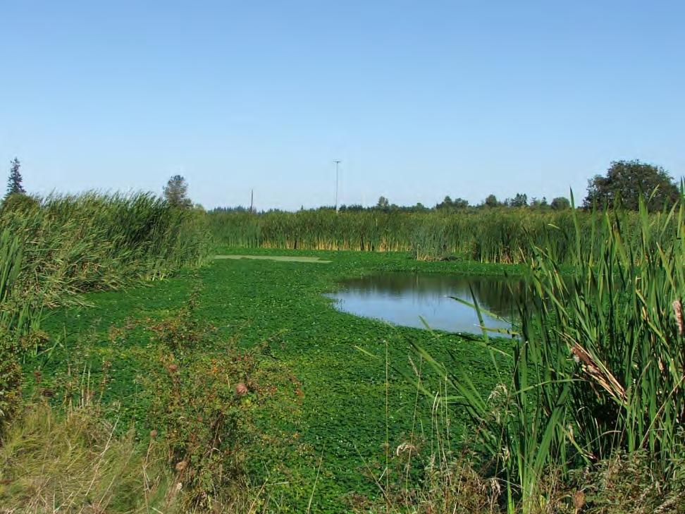 Salem Wetlands Wetland treatment system Installed in 2002 Water quality improvement and community
