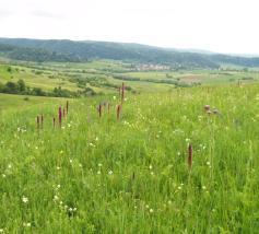 Grasslands and Carbon sequestration Underground stock Grasslands Forests Arable