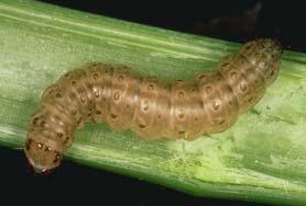 Borer Cutworms How many