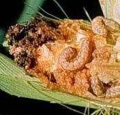 Multi-Pest Corn Insect