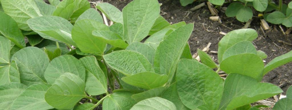Hero Soybeans Plant health is critical for optimized