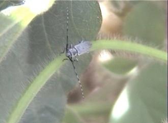 Potato Leafhopper Corn Earworm (Podworm) Soybean Stem Borer - Overwinters near the Gulf - Adult females insert eggs into soybean plants 2-3 per day - Feed on phloem - Cause distorted