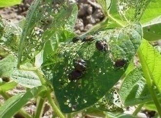 female can lay up to 1,800 eggs - Caterpillars (4 pairs of prolegs) feed on leaves, blossoms, and pods Threshold: - 6 per 25 sweeps Bean Leaf Beetle - Overwinters as a larva in the